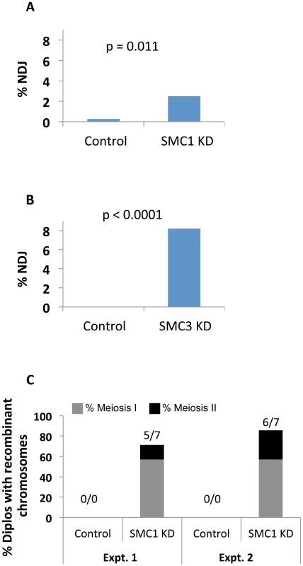 Cohesin subunit knockdown after meiotic S phase causes loss of chiasmata and chromosome segregation defects.