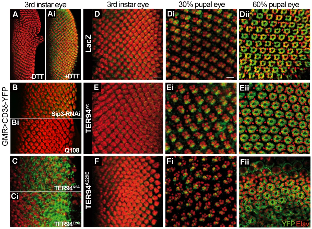 Expressing TER94 IBMPFD mutant in neurons does not impair ERAD.