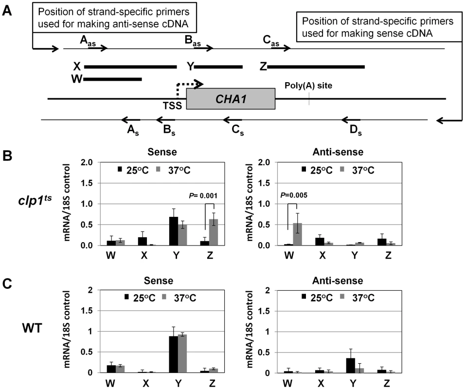 Strand specific RT-PCR showing transcription readthrough and promoter-initiated anti-sense transcription in the <i>clp1<sup>ts</sup></i> mutant.