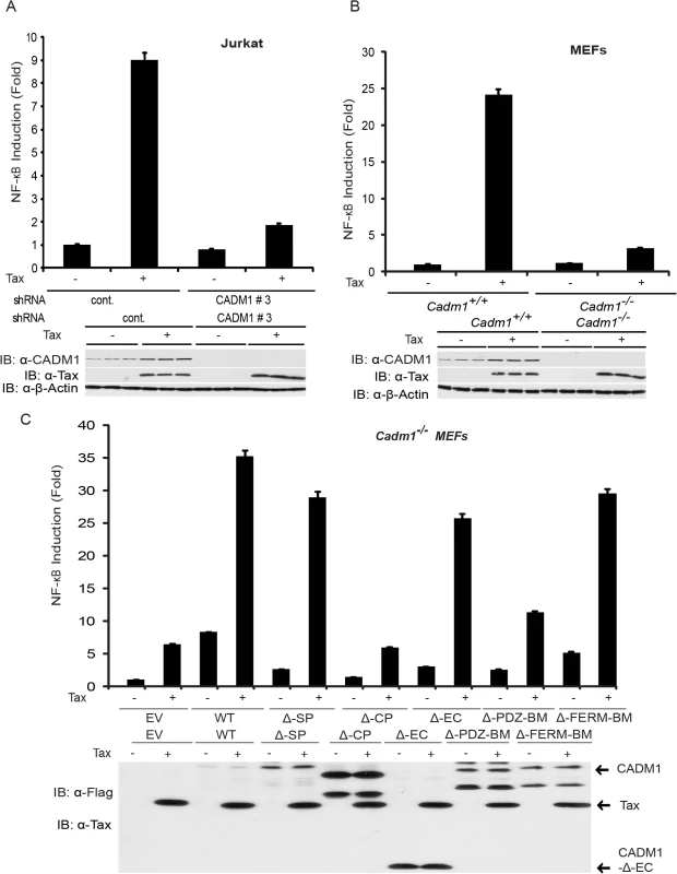 Tax-mediated NF-κB activation is impaired in <i>Cadm1</i> <sup><i>−/−</i></sup> MEFs.