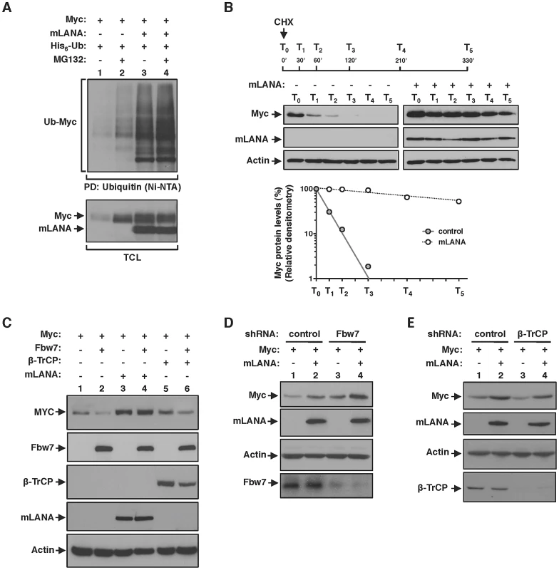 EC<sub>5</sub>S<sup>mLANA</sup> mimics SCF<sup>β-TrCP</sup> by antagonizing SCF<sup>Fbw7</sup>-mediated proteasomal turnover of Myc.