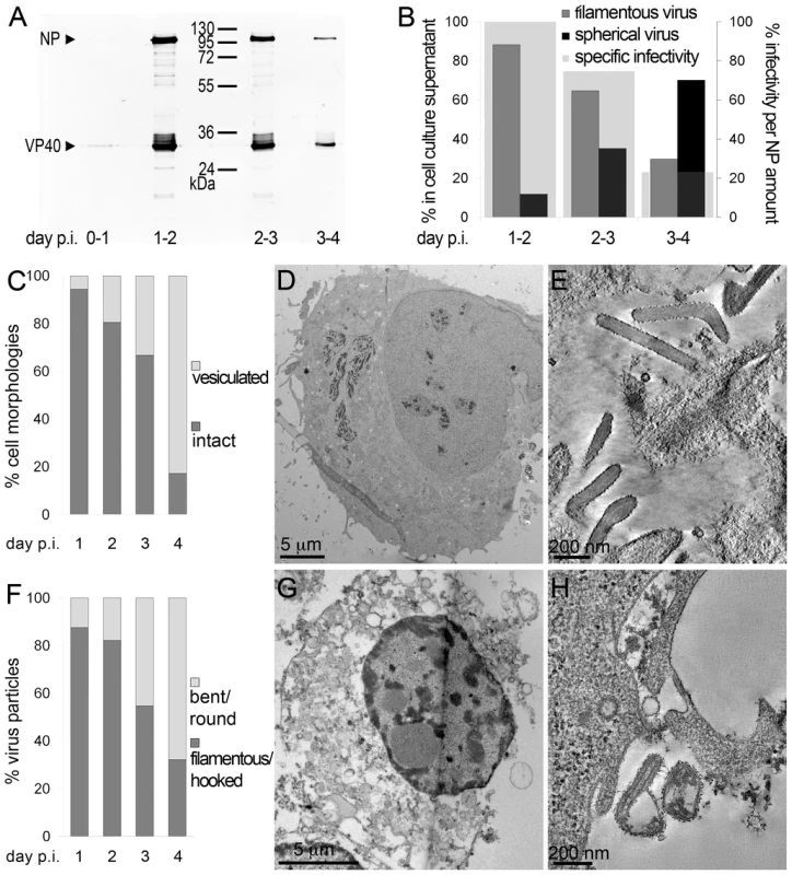 Characterisation of the course of infection in cultured cells.