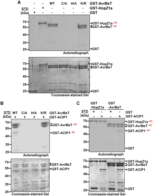 AvrBsT is an acetyltransferase that specifically acetylates ACIP1.