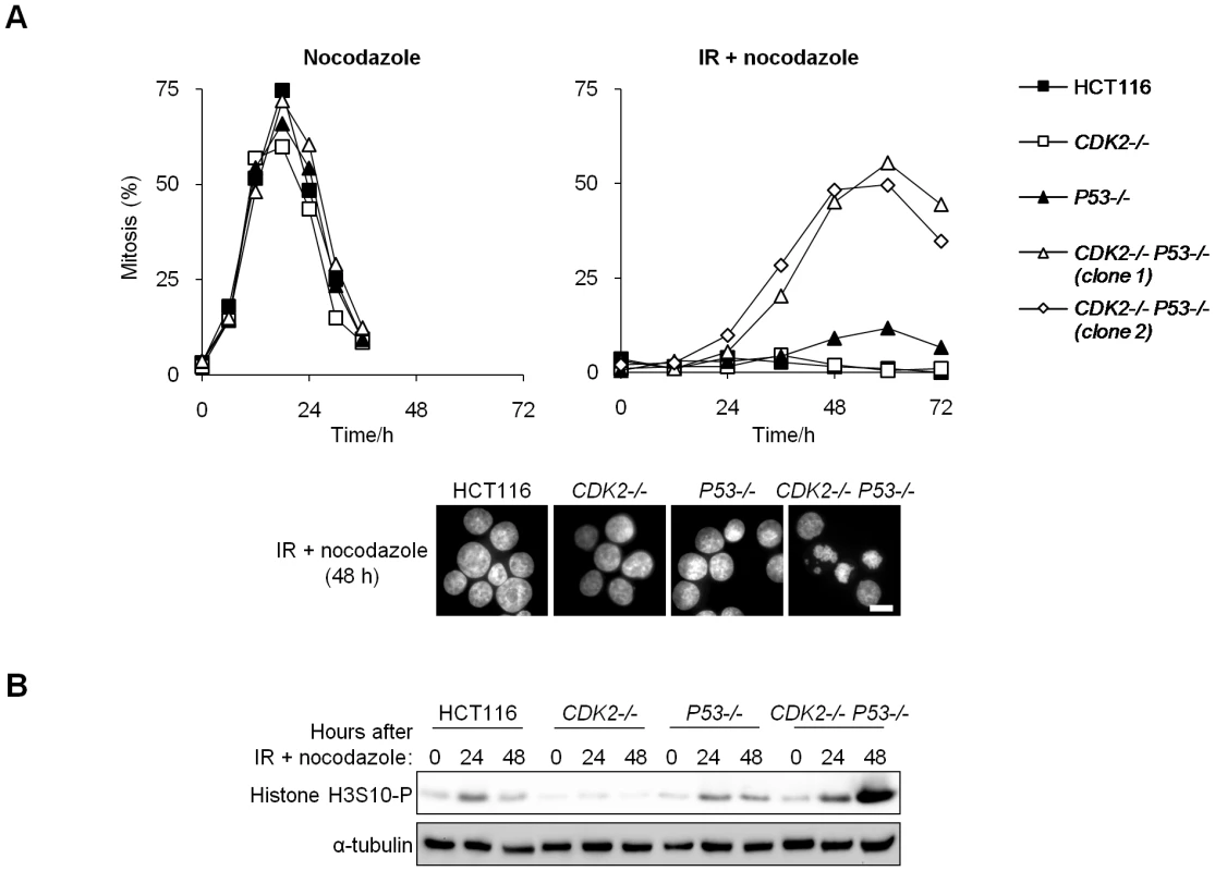 Cdk2 is required for G<sub>2</sub>/M arrest in p53-deficient cells.