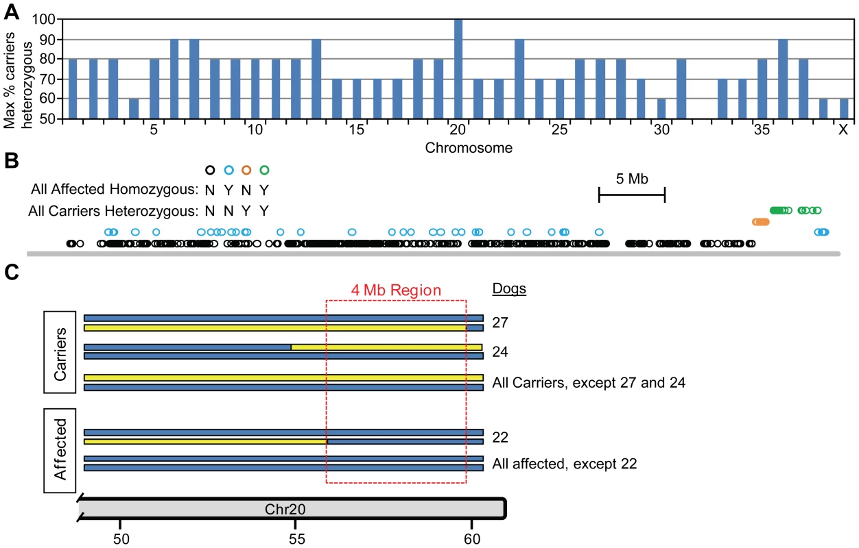 Mapping the POAG locus using the zygosity criterion.