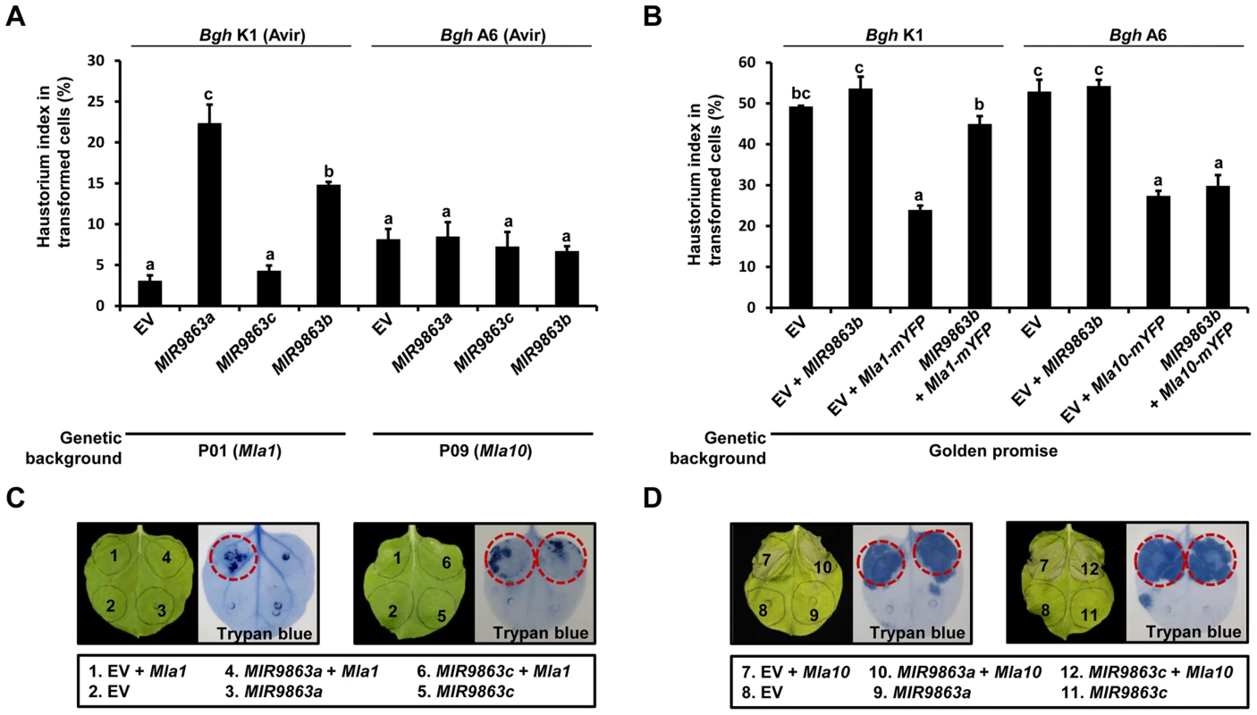 Overexpression of <i>MIR9863a</i> and <i>MIR9863b</i> attenuates <i>Mla1-</i>triggered disease resistance and cell-death signaling.