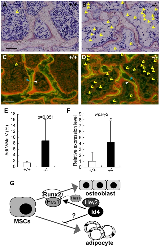 4-week-old <i>Id4</i><sup>−/−</sup> mice show increased adipocytes in bone marrow.