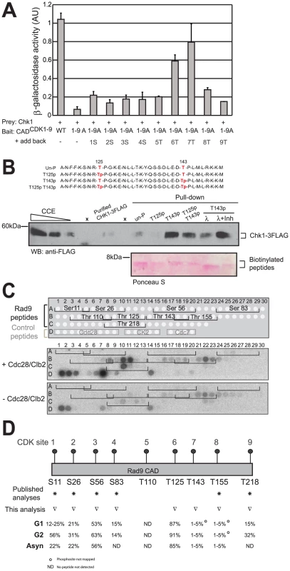 CDK sites 6 (T125) and 7 (T143) regulate the Rad9/Chk1 interaction.