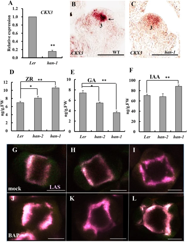 Boundary function links with phytohormone action in the inflorescence.