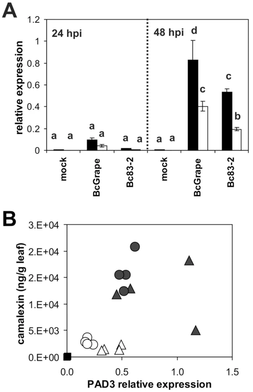 Directed measurement of camalexin biosynthetic transcript as compared to camalexin accumulation in the same tissues.