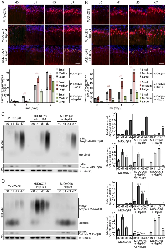 Hsp104 delays aggregation of truncated MJD, but enhances aggregation of full-length MJD.