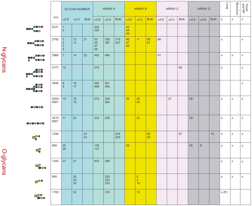 Comparison of glycan arrays for the presence of glycans identified in the bronchus and lung.