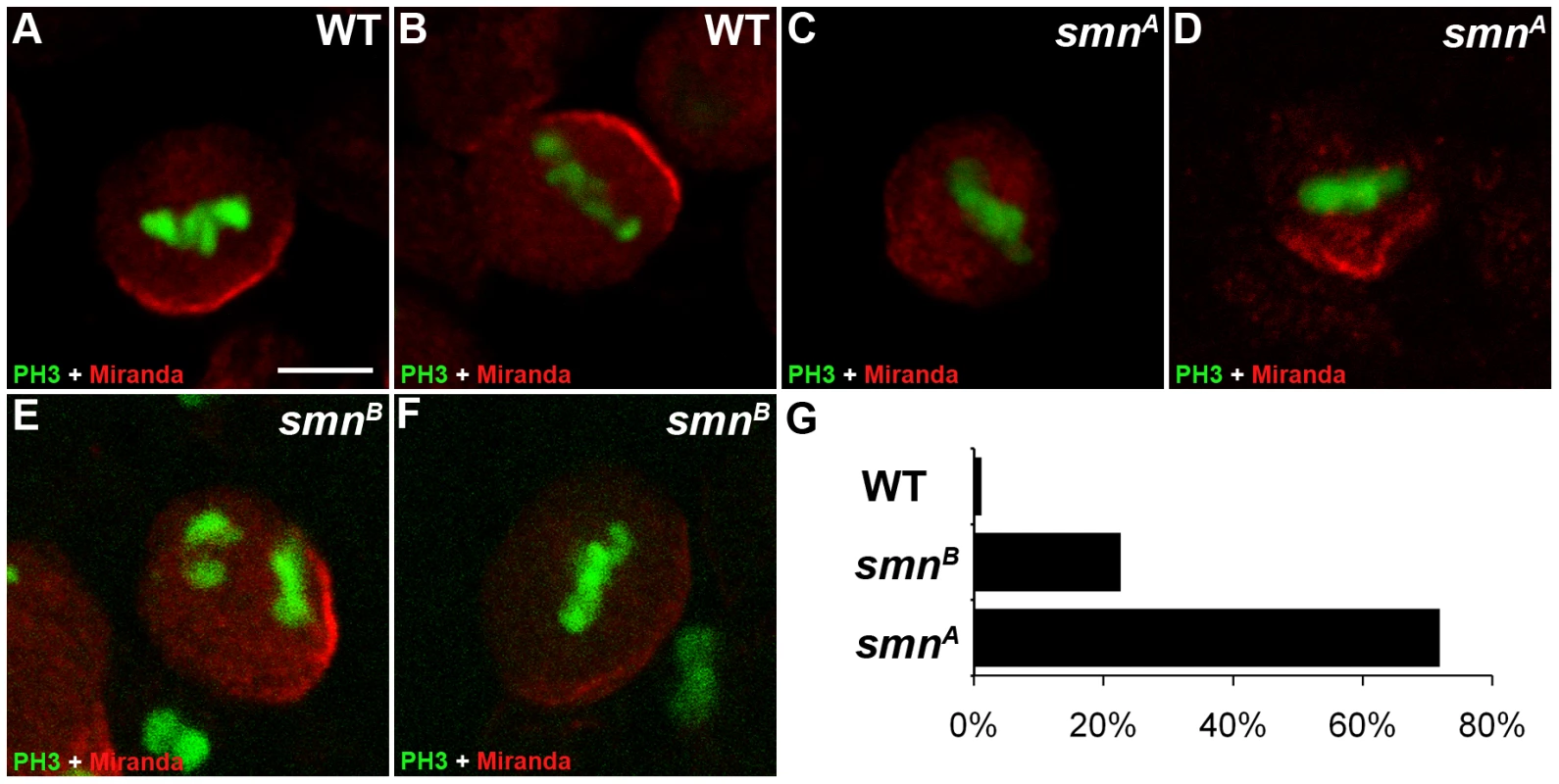 Miranda localisation is abnormal in <i>smn</i> mutant neuroblasts.