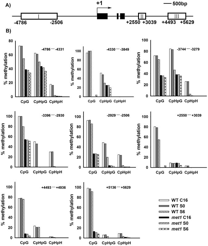 Analysis of <i>WUS</i> methylation through bisulfite genomic sequencing.