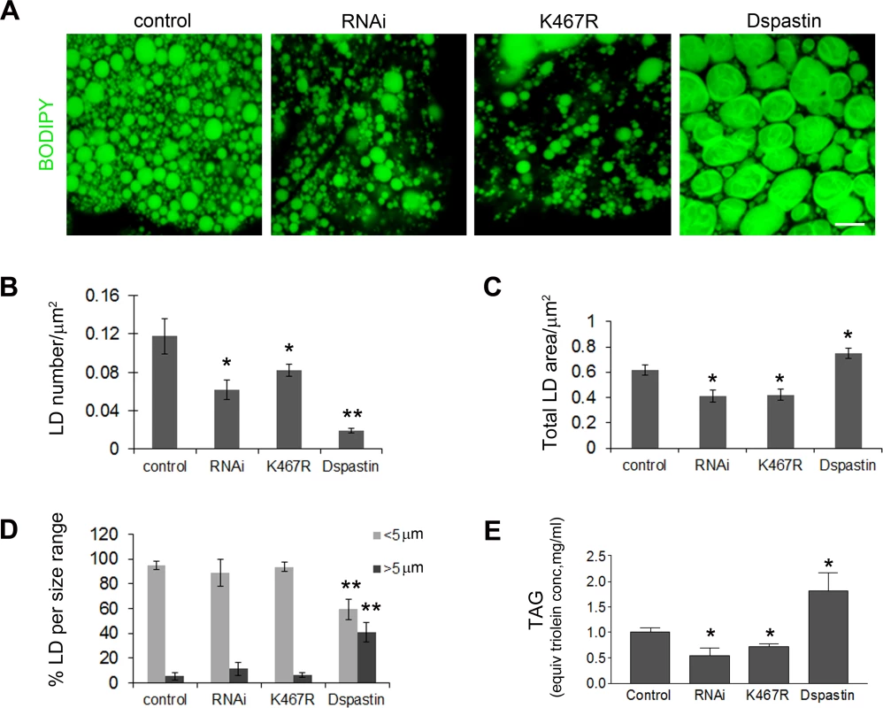 Dspastin dosage affects LD number and size in fat bodies and TAG levels in the larvae.