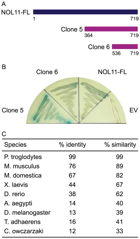 hUTP4/Cirhin interacts with NOL11.