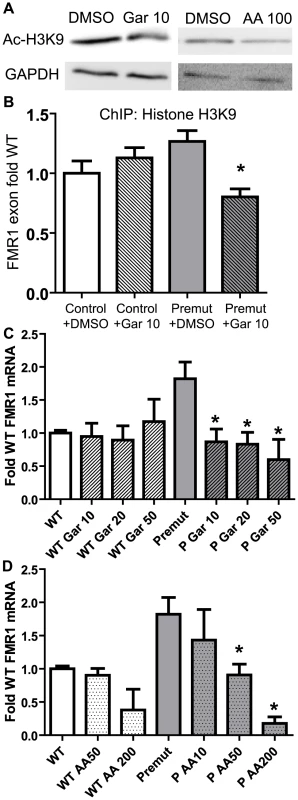Correction of elevated FMR1 mRNA expression by treatment with histone acetyltransferase inhibitors.