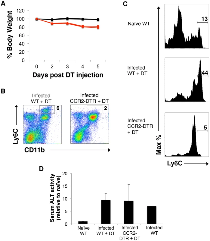 Depletion of monocytes in infected mice leads to severe acute weight loss.