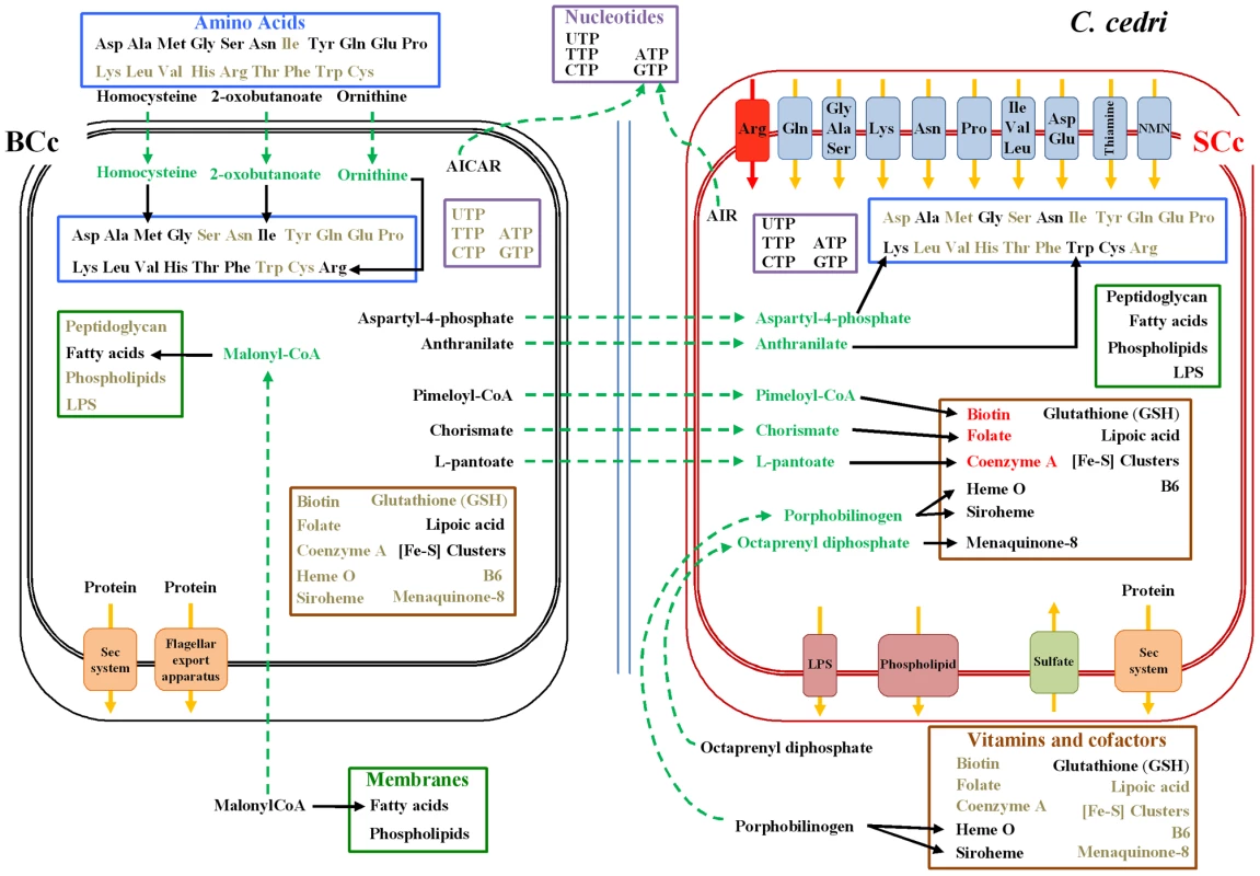 Inferred metabolism of amino acids, nucleotides, membrane compounds, cofactors, and vitamins of the <i>C. cedri</i>-consortium.