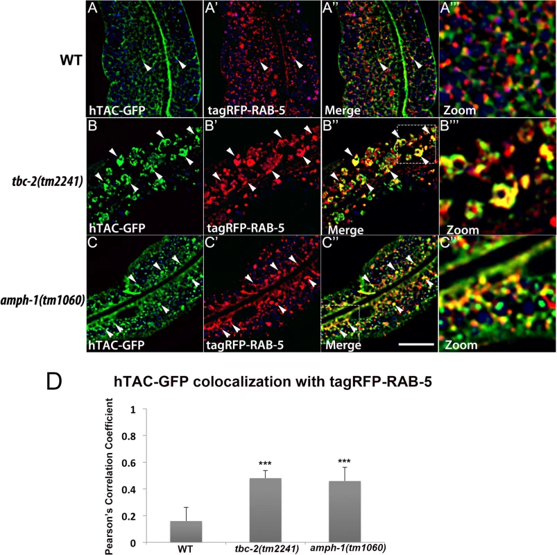 Recycling cargo accumulates in RAB-5 labeled endosomes in <i>tbc-2</i> and <i>amph-1</i> mutants.