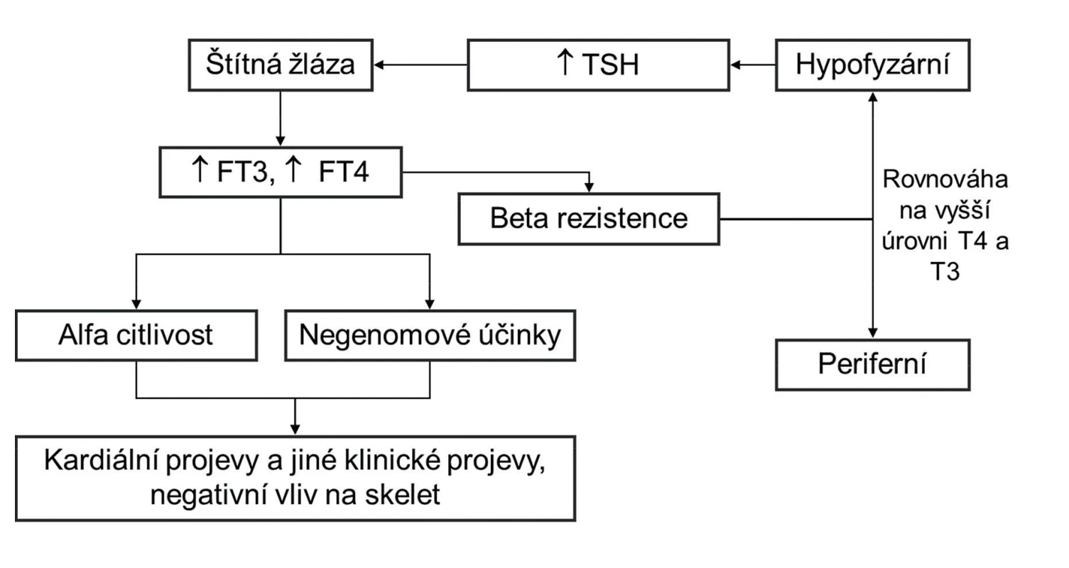 Patogenetické schéma syndromu rezistence na tyreoidální hormony
TSH – tyreoidální stimulační hormon, FT3 – volný trijodtyroninu, FT4 – volný tyroxin, T4 – tyroxin, T3 – trijodtyronin