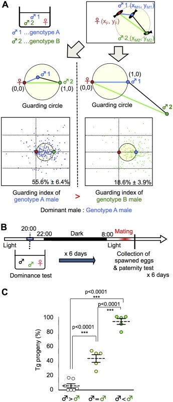 Dominance of mate-guarding in a triadic relationship.