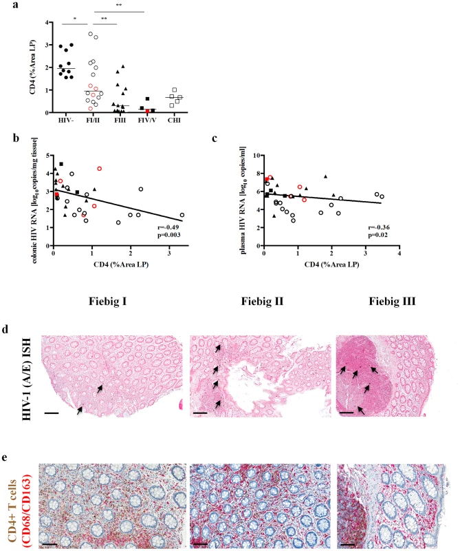 Percentage area of lamina propria CD4+ staining (% Area LP) decreases with progression of Fiebig stage.