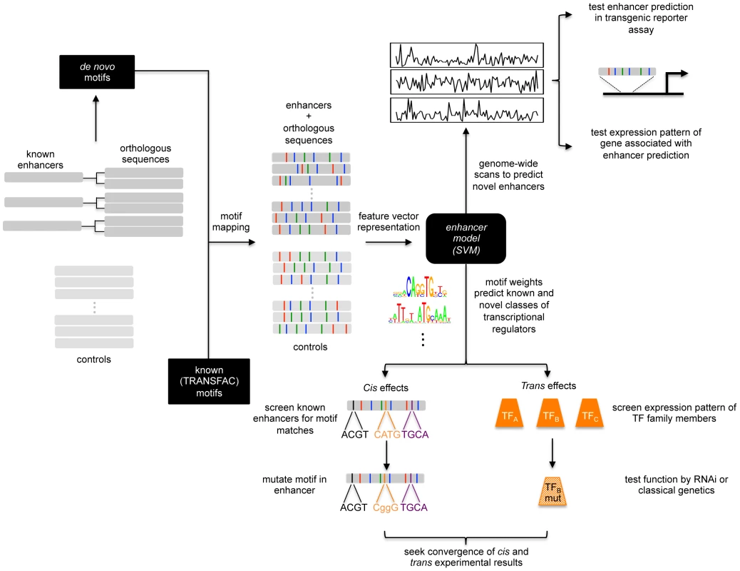 Schematic of enhancer classification beginning with a small training set.