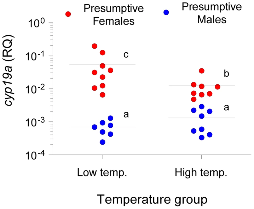 Gonadal aromatase (<i>cyp19a</i>) expression in sexually undifferentiated sea bass.