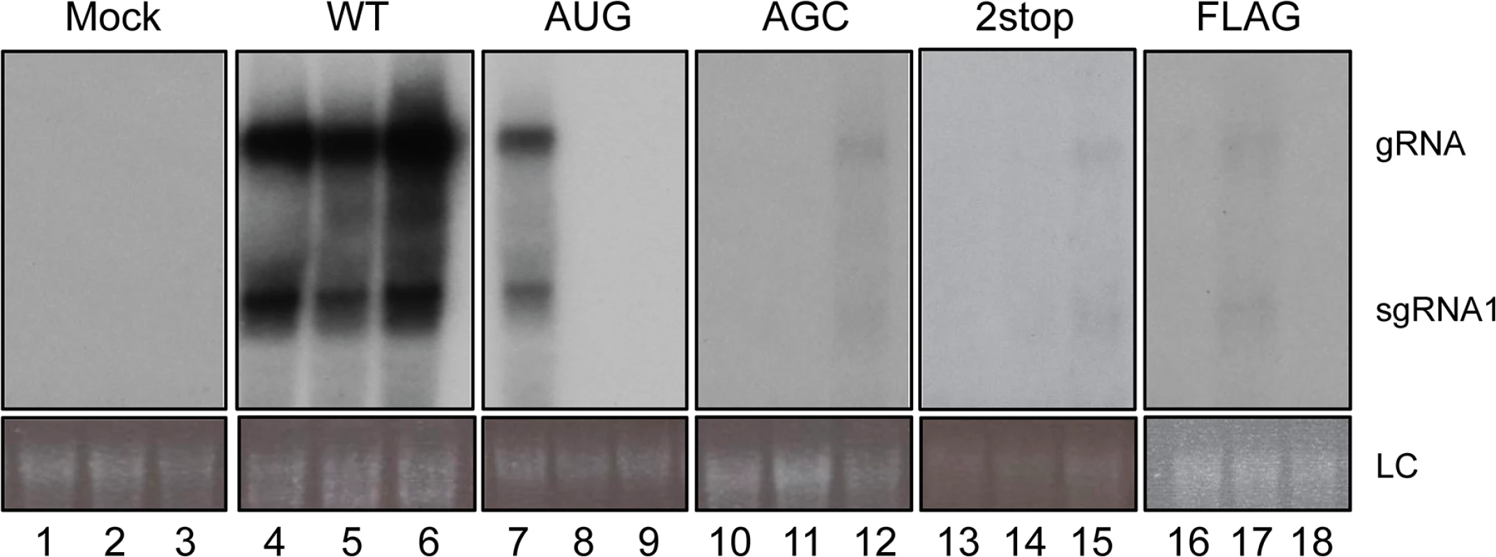 Systemic infection of <i>A. thaliana</i>.