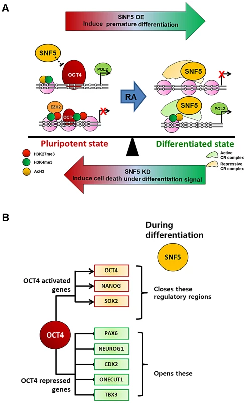 SNF5 is a key executor of epigenetic regulation in pluripotency and differentiation.