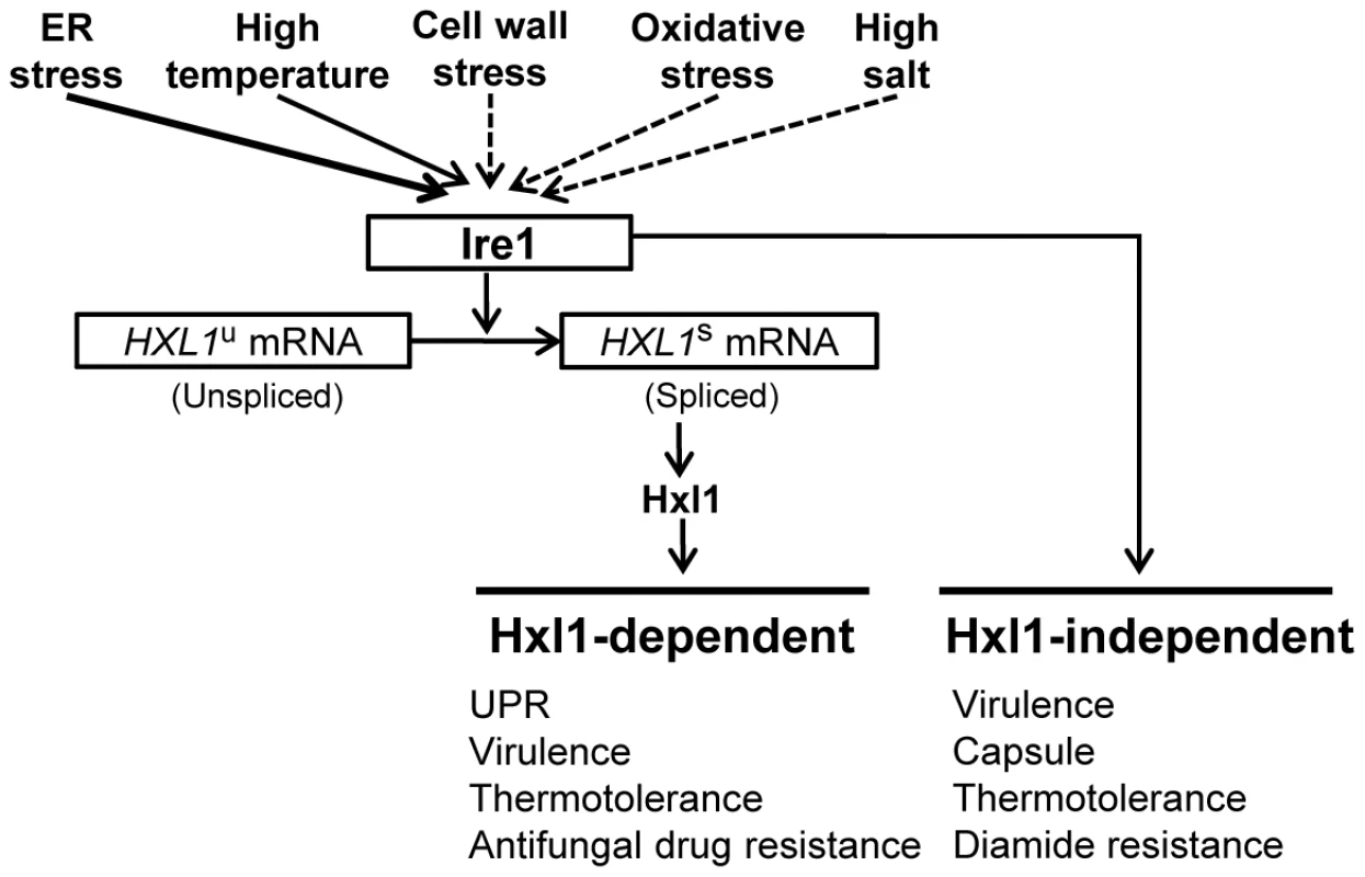The proposed role of the UPR pathway as core stress response to various stresses in <i>C. neoformans.</i>
