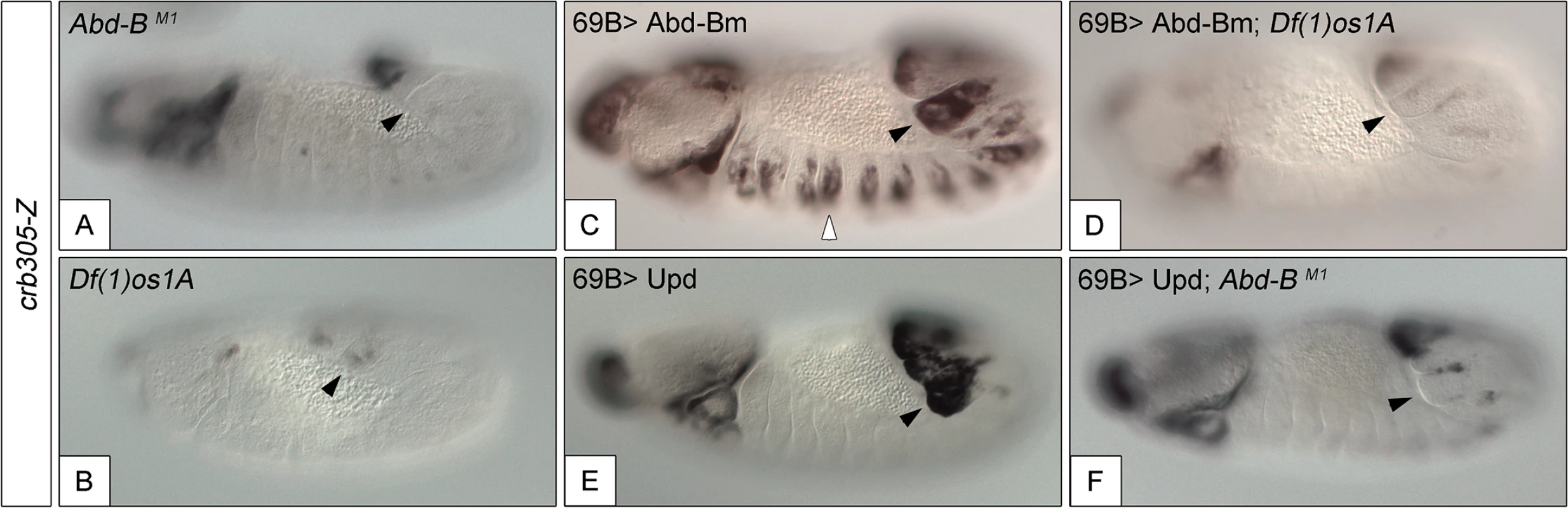 Activation of the <i>crb305</i> posterior spiracle enhancer requires a both Abd-Bm and STAT92E function.