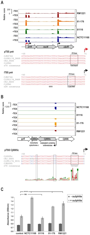 SNP–dependent promoter usage in <i>C. jejuni</i>.
