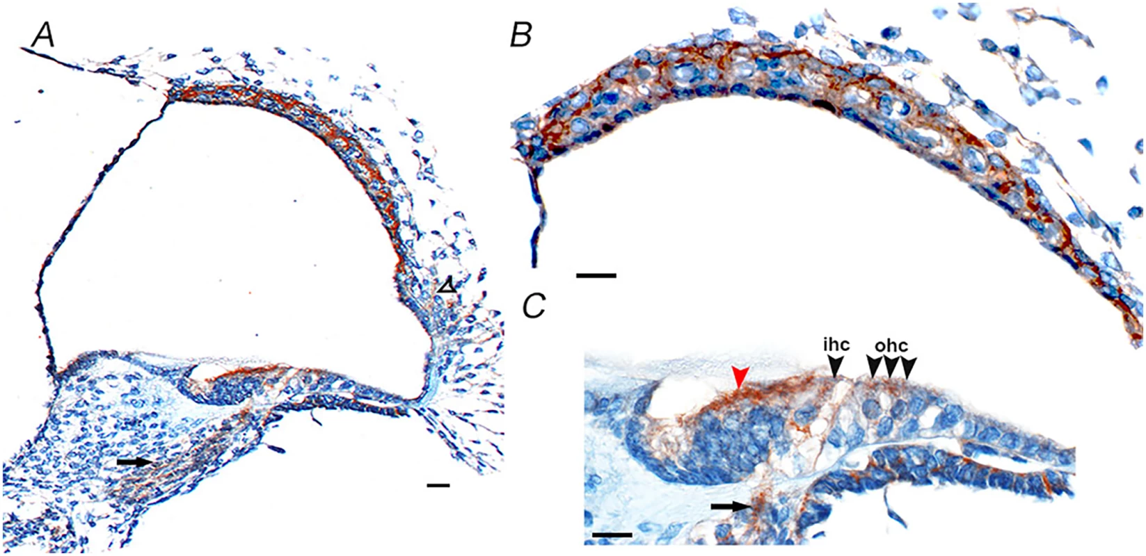 Cd164 expression in the mouse cochlea at postnatal day five.