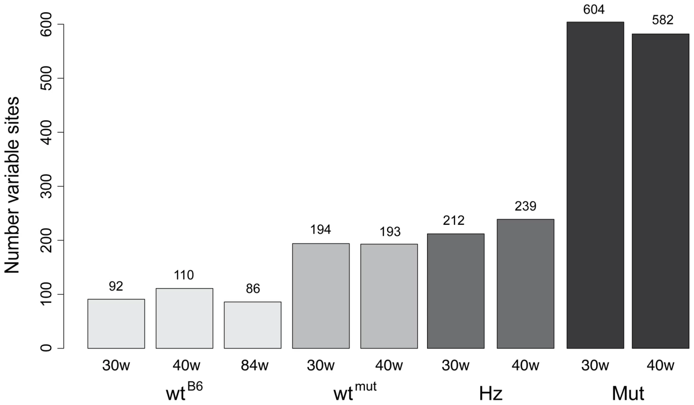 Number of mutations with a frequency of at least 0.5% in each sample.