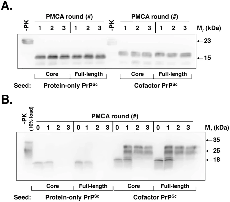 Cofactor and protein-only PrP<sup>Sc</sup> are stably propagating recombinant PrP conformers that differ in their ability to template the conversion of native PrP<sup>C</sup>.