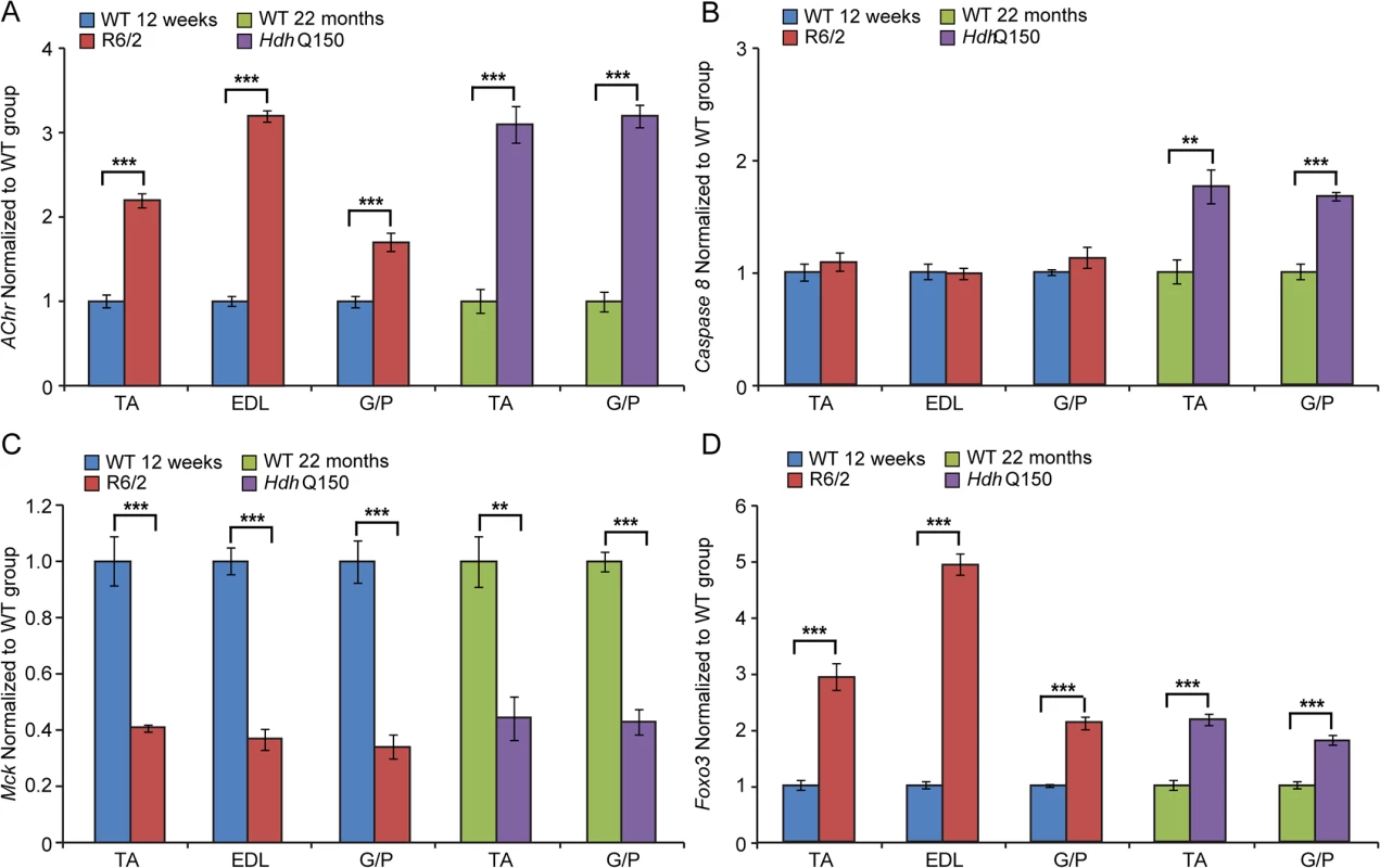Transcriptional deregulation of gene markers involved in skeletal muscle atrophy.