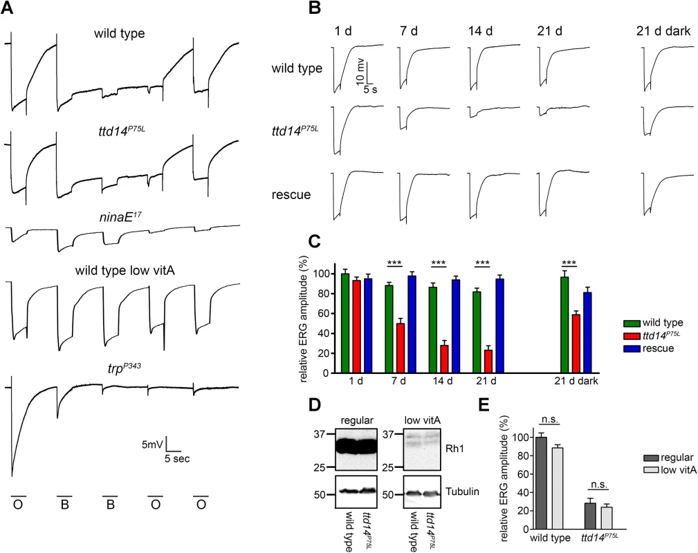 Aged <i>ttd14</i><sup><i>P75L</i></sup> mutant flies kept in a 12 hours light/ 12 hours dark cycle develop physiological defects.