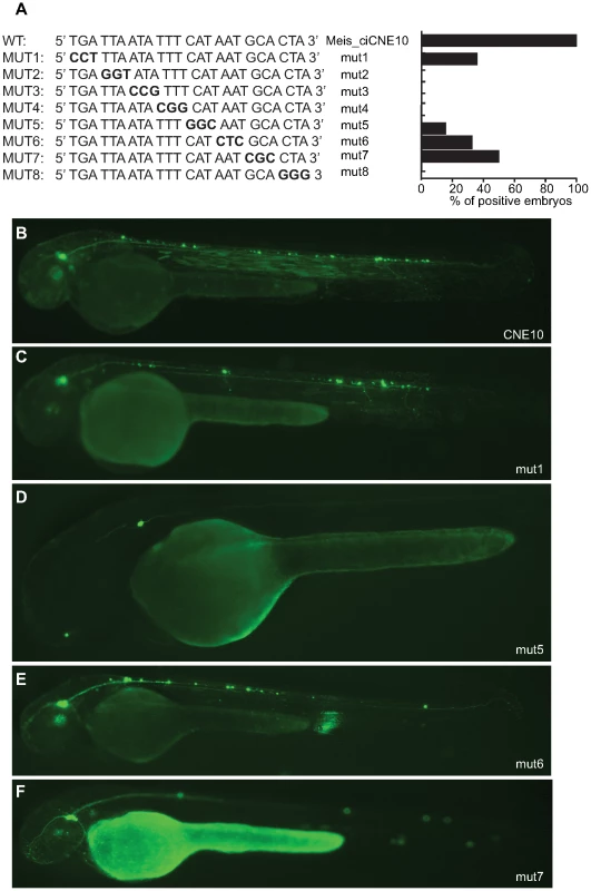 Mutational analysis of putative binding site in CNE10.