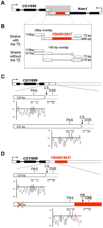 <i>FBti0019627</i> is inserted in the 3′ UTR of <i>Kmn1</i> and affects the length of <i>Kmn1</i> and <i>CG11699</i>.