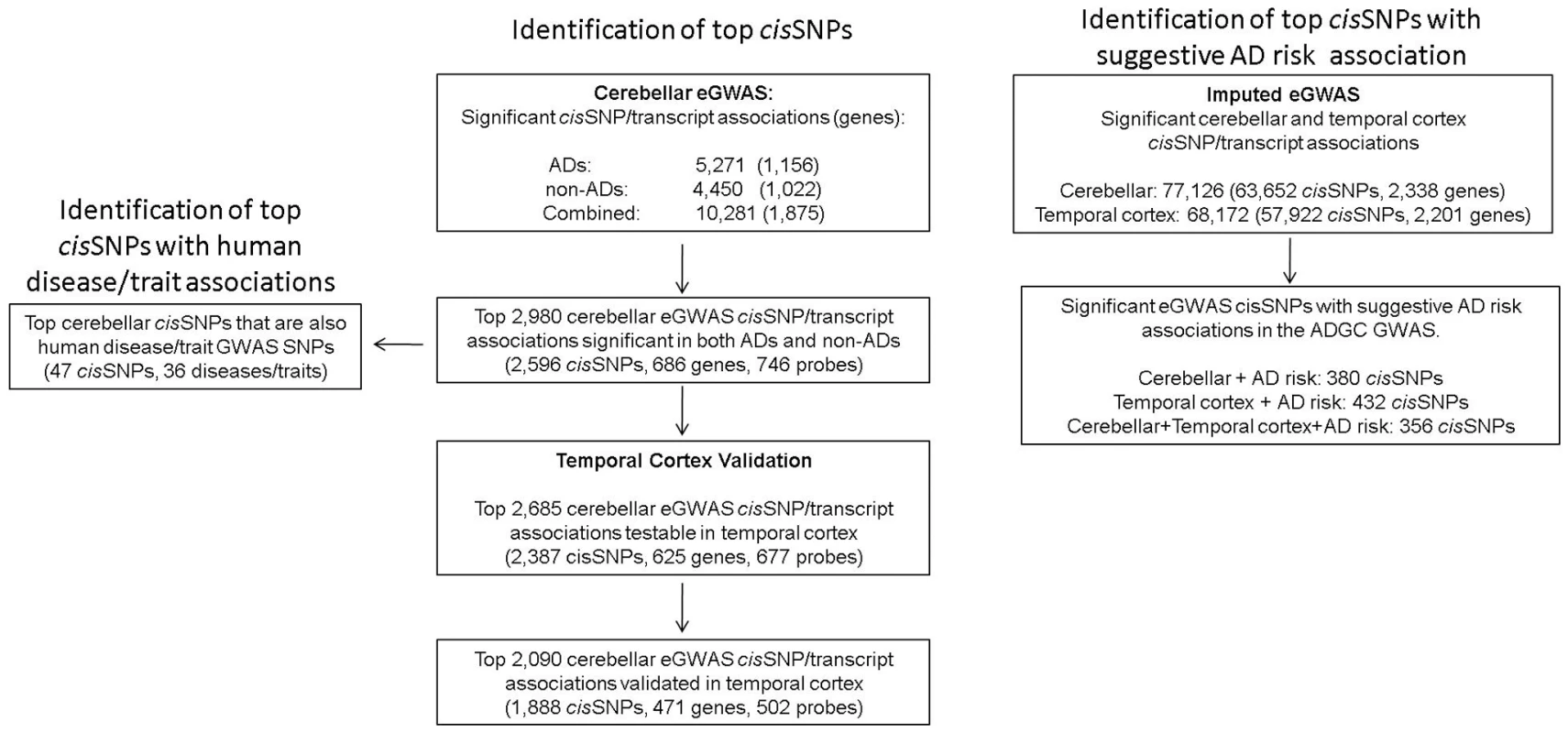 Summary of brain eGWAS and human disease associations.