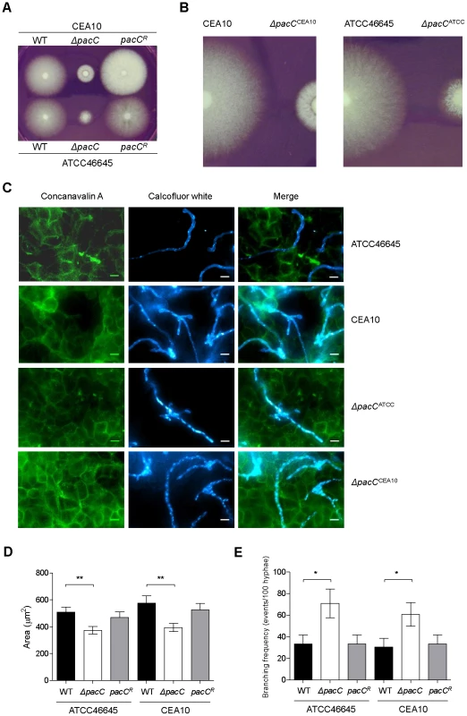 Impact of <i>pacC</i> deletion upon <i>A. fumigatus</i> growth.