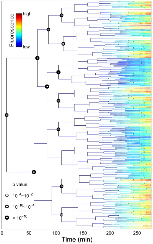 Stress-response propagation within micro-colony lineage trees reveals clustered pre-disposition events.
