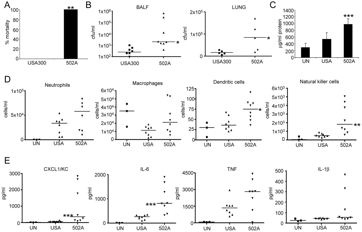 502A displays increased virulence in a murine model of acute pneumonia.
