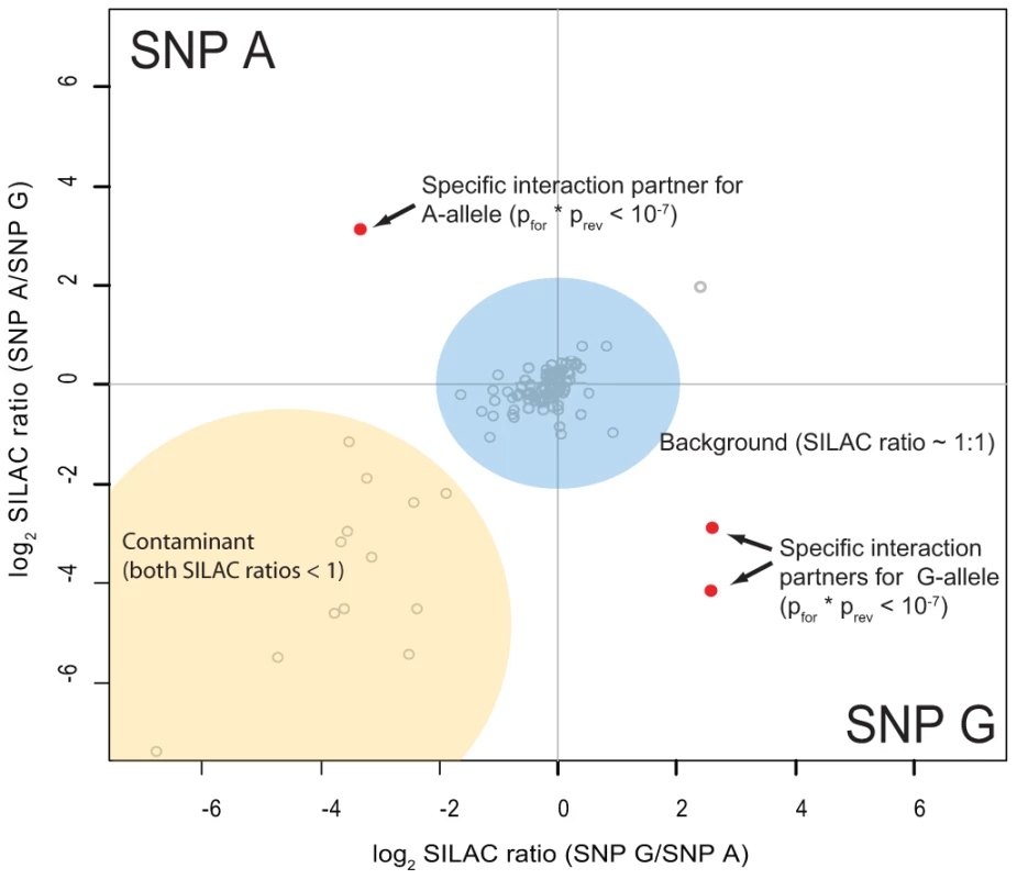 Schematic representation of a two-dimensional interaction plot.