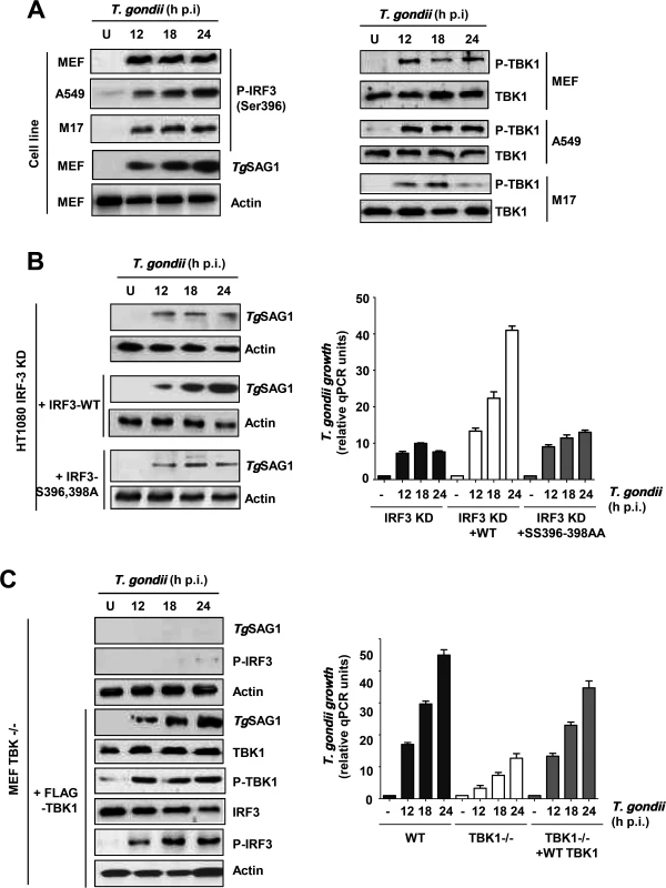 IRF3 phosphorylation is essential for PISA and <i>T</i>. <i>gondii</i> replication.