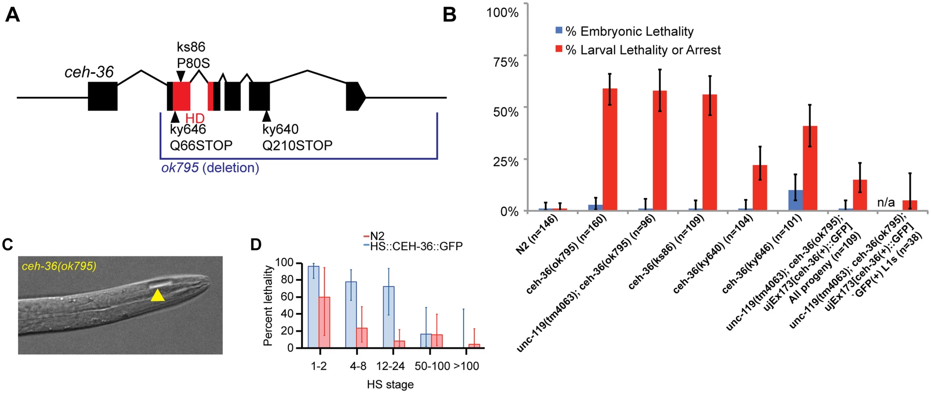 <i>ceh-36</i> mutants have partially penetrant larval lethality and mild morphological defects.