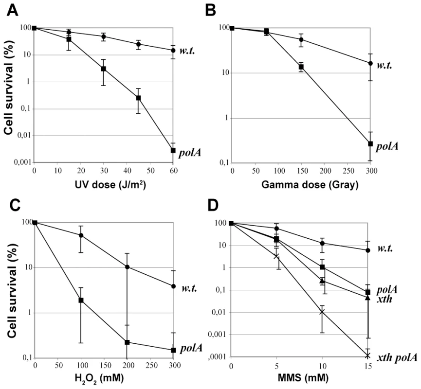 <i>polA</i> mutants are sensitive to genotoxic agents.