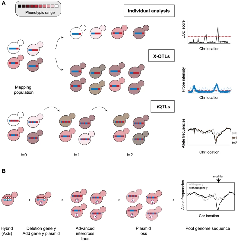 Mapping QTLs and modifiers.